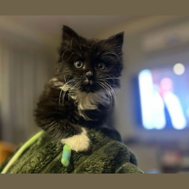 Photo of Havoc