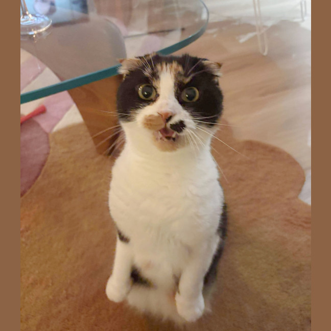 Photo of 🥂Mimosa & Bellini🥂