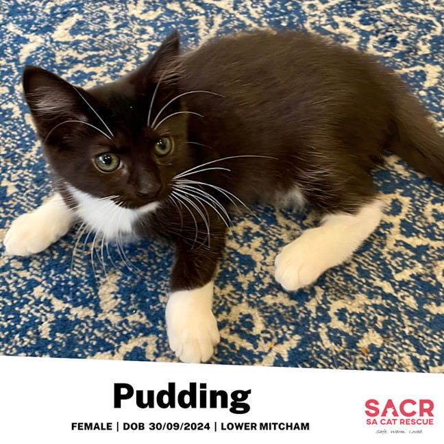 Photo of Pudding