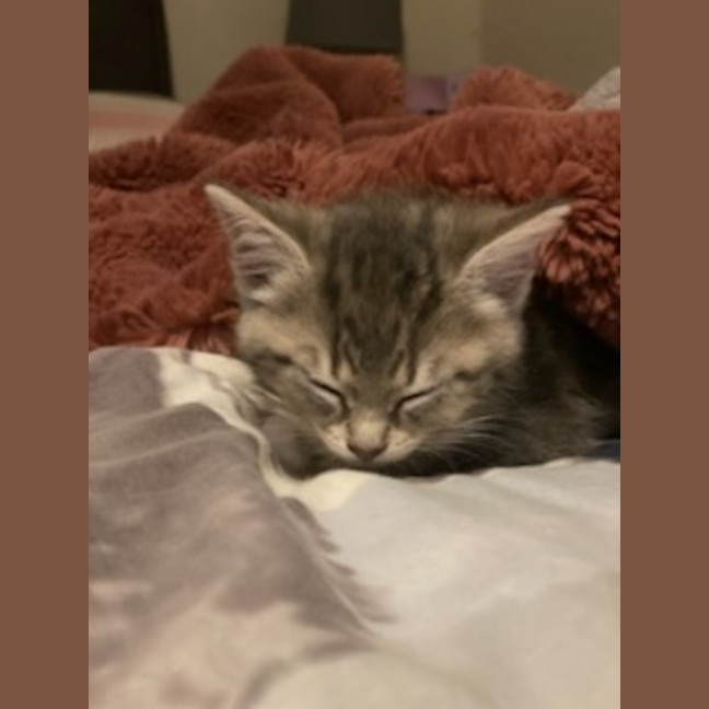 Photo of Ranger *9 Lives Project Rescue*