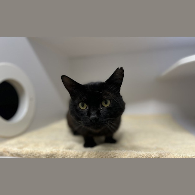Photo of Shadow