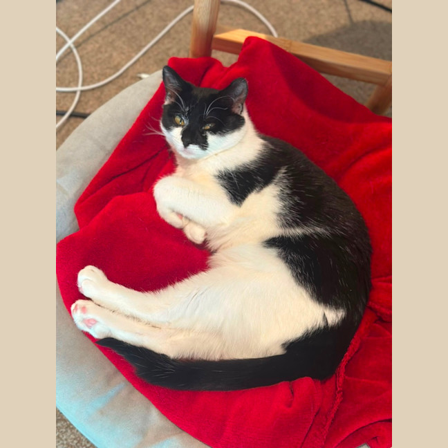 Photo of Nova