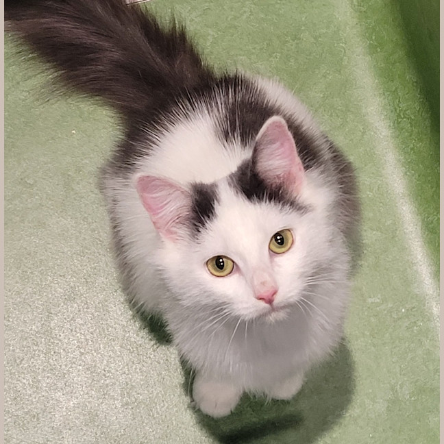 Photo of Haru