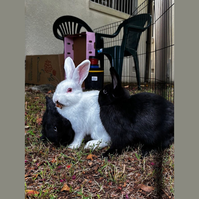 Photo of Bashful & Grumpy