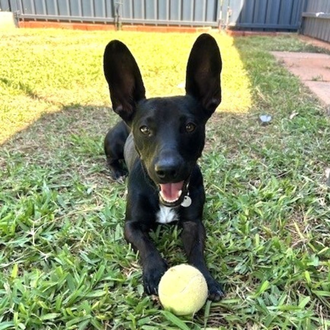 Photo of Binx