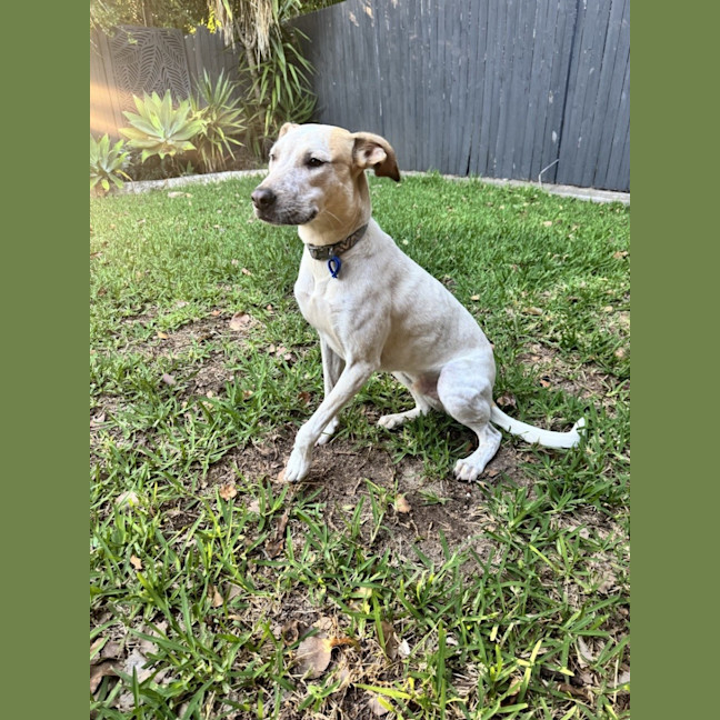 Photo of Pedro *$350 Adoption Fee*