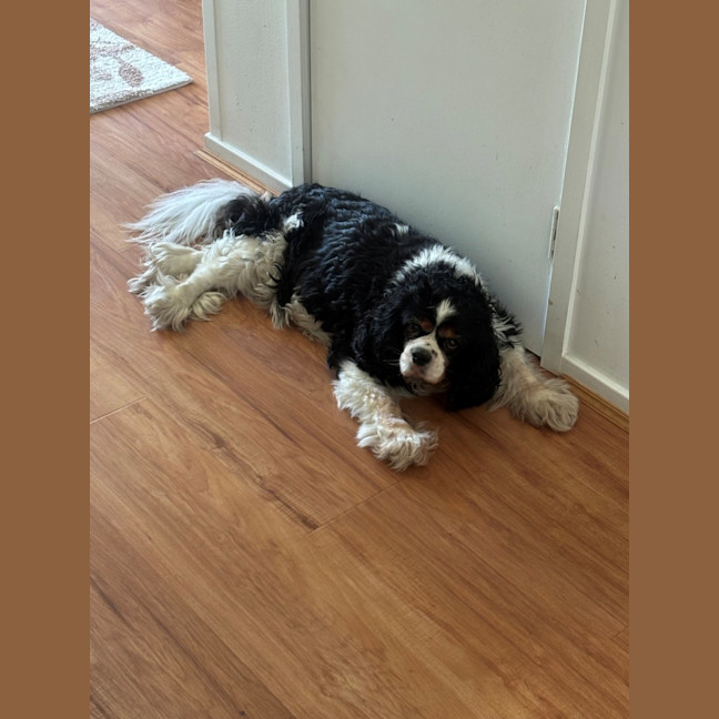 Photo of D1250 Willow