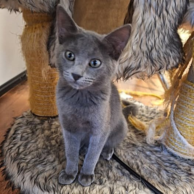Photo of Sweetie