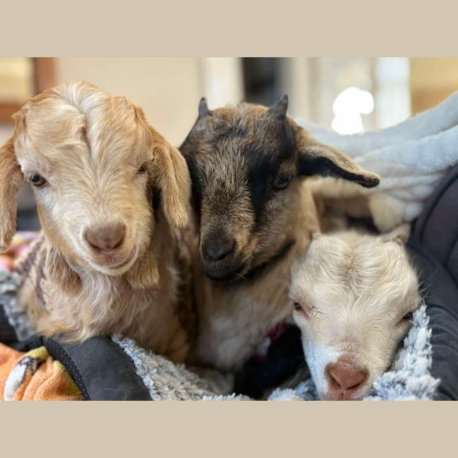 Photo of Rescued Goats