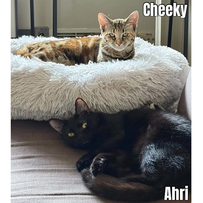 Photo of 14355 & 14257   Cheeky Devil & Ahri