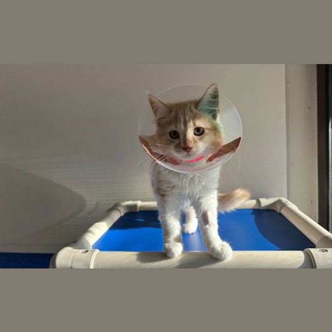 Photo of Popcorn
