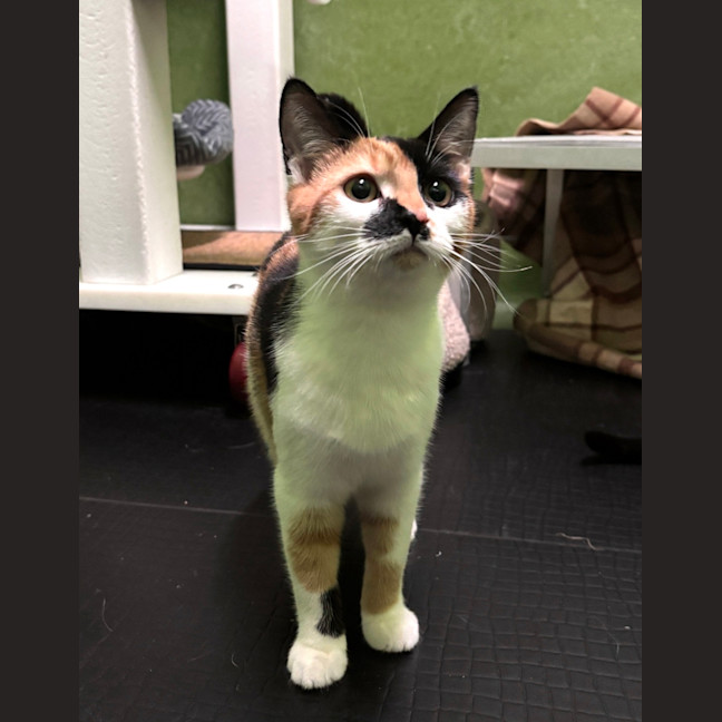 Photo of Tomato