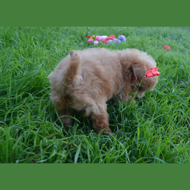 Photo of Theodore *Relisted*