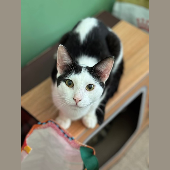 Photo of Gizmo   1 Year Old Domestic Short Hair (On Trial)