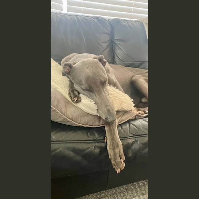 Photo of Appy, The Rescue Greyhound
