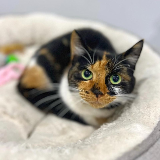 Photo of 11007   Thorn