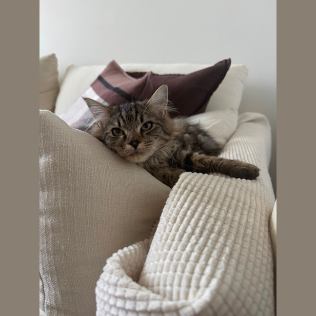 Photo of Memo 