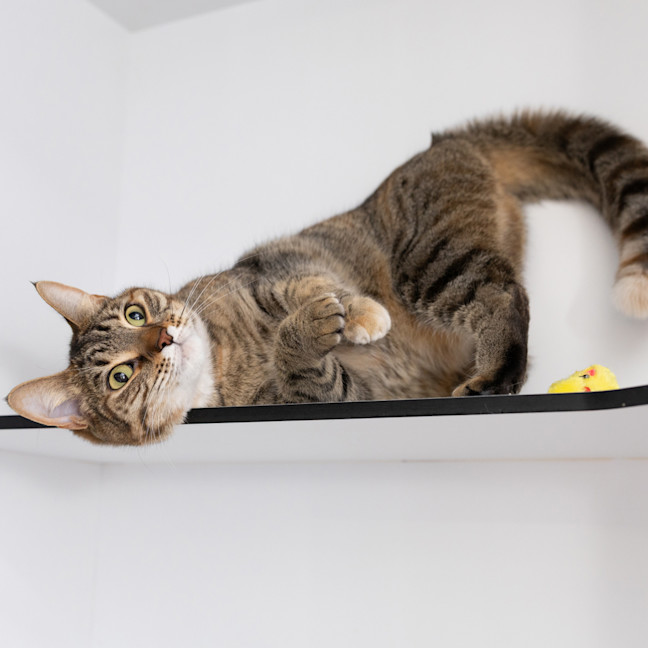 Photo of Nala