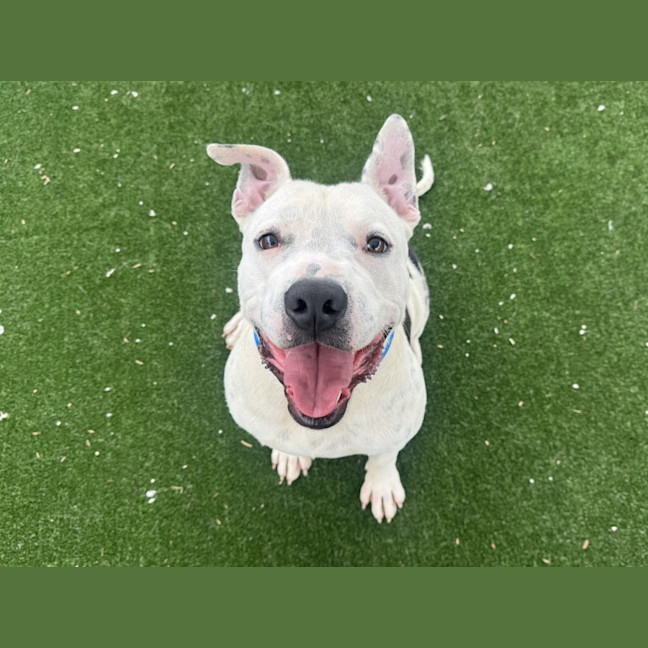 Photo of Frankenstein Imp 2842