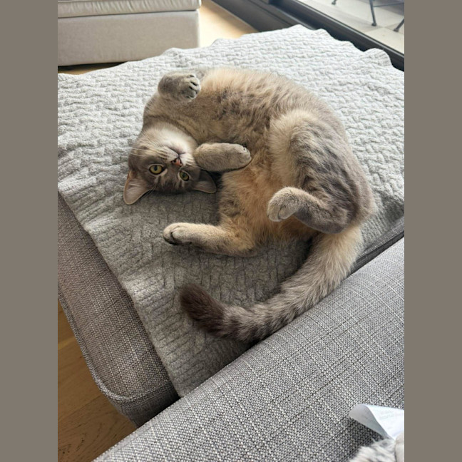 Photo of Misaki The Shiitake Cat