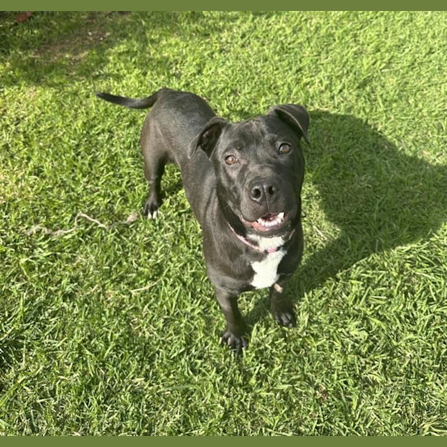 Photo of Yoda