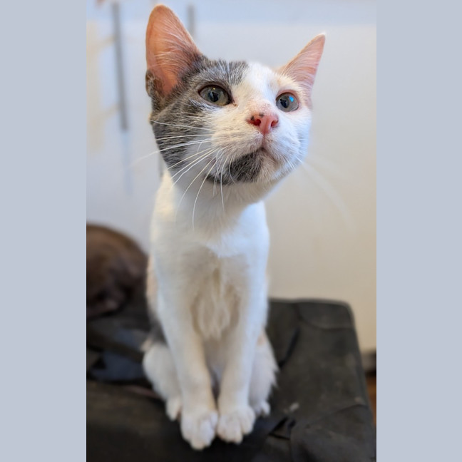 Photo of Pippin