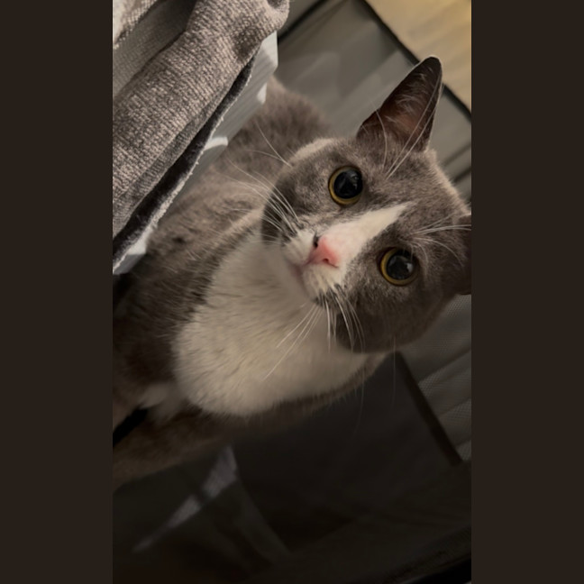 Photo of Dumpling