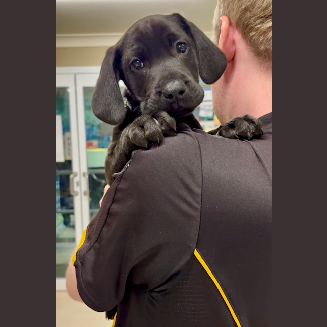 Photo of Louie