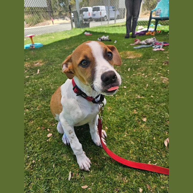 Photo of Lebron (Fizzler)