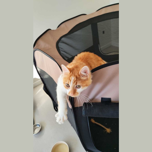 Photo of Dash