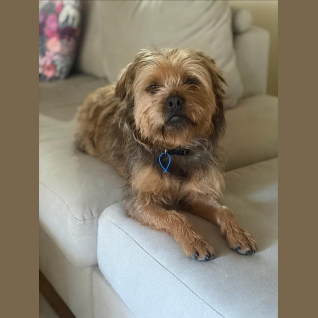 Photo of Nugget