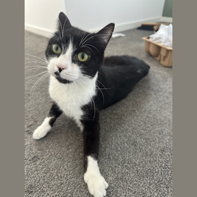 Photo of Misty
