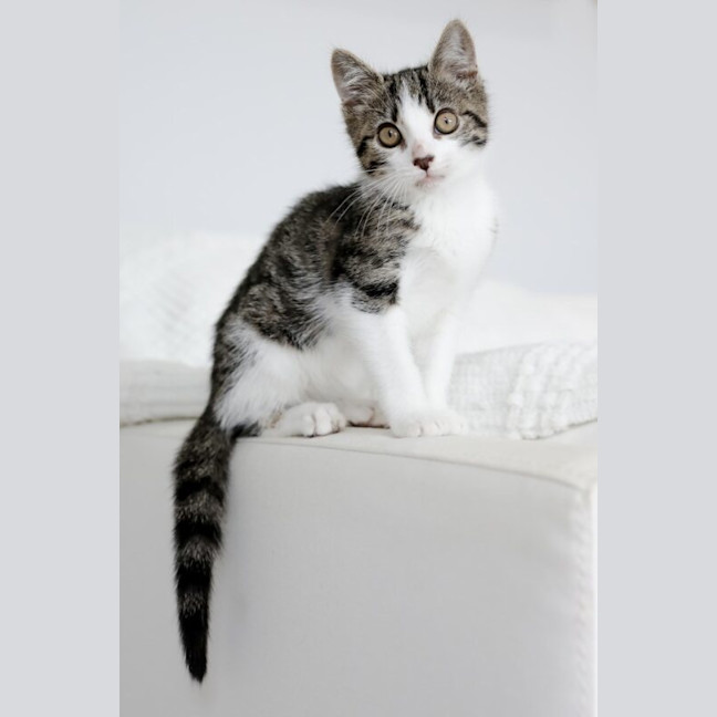 Photo of Otis