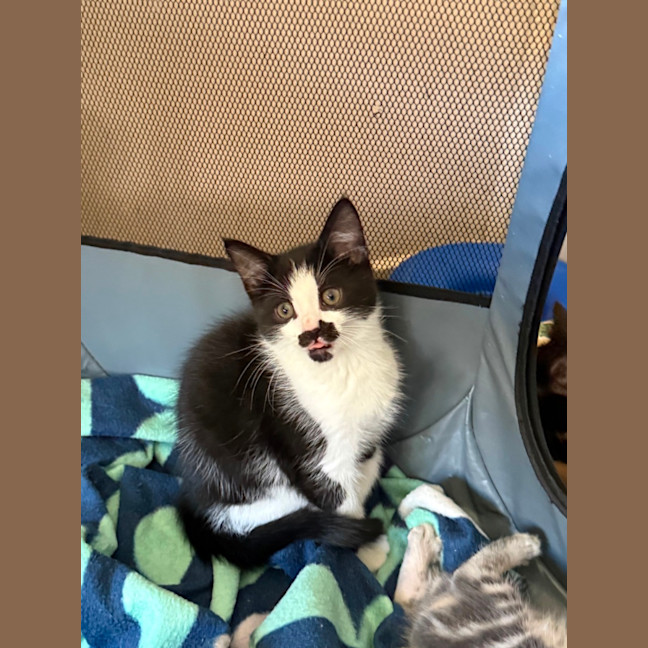Photo of Hubert Meet Me At Petstock Chelsea