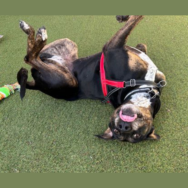 Photo of Roxy