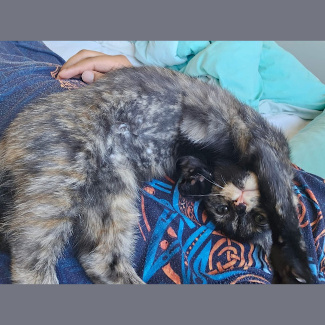 Photo of Tori