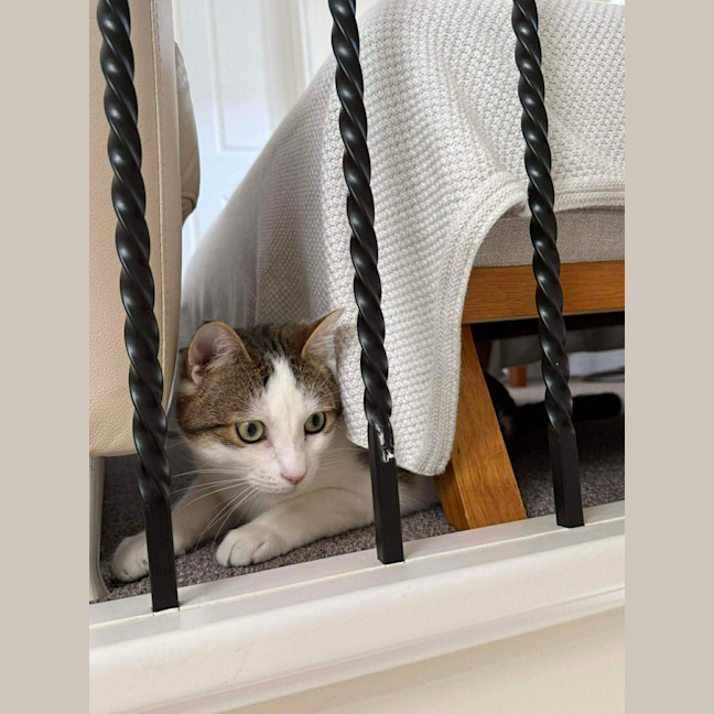 Photo of Chester   In Foster Care In Ashburton