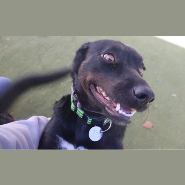 Photo of Pip