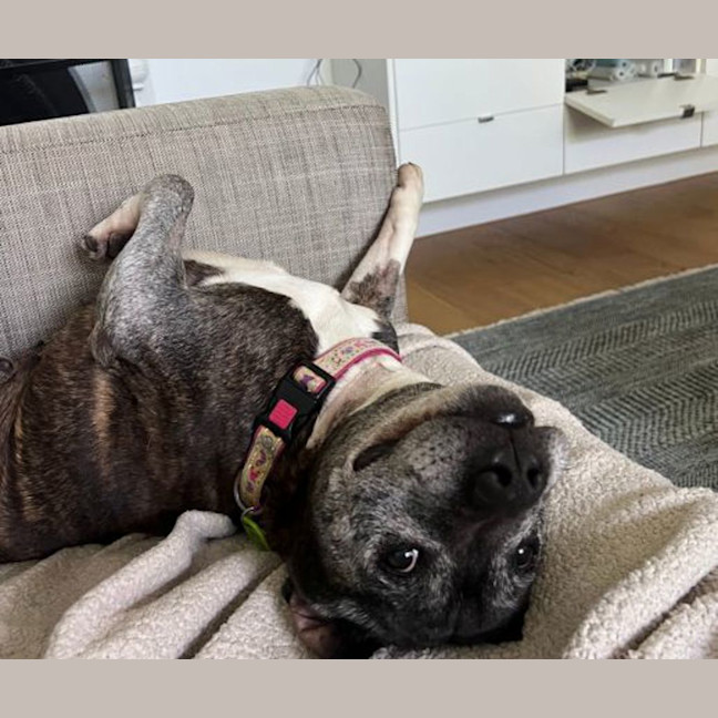 Photo of Dozer