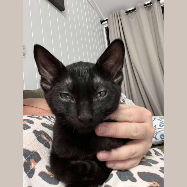Photo of Mowgli