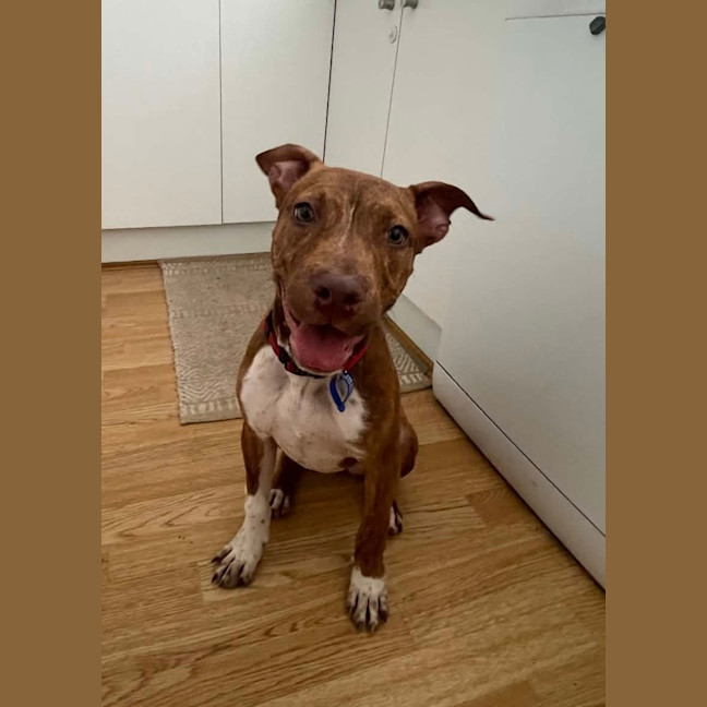 Photo of Sassy   4 Month Old American Staffy X