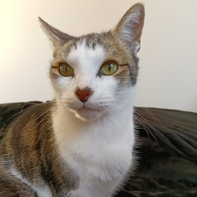 Photo of Tippy