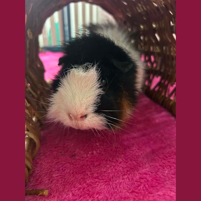 Photo of Gus