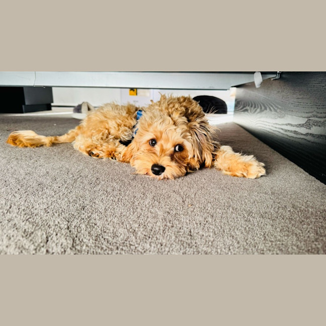 Photo of Maple