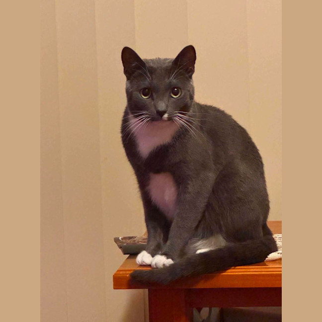 Photo of Misty