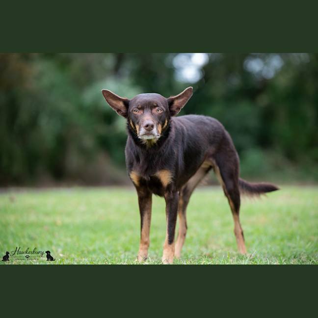 Photo of Echo