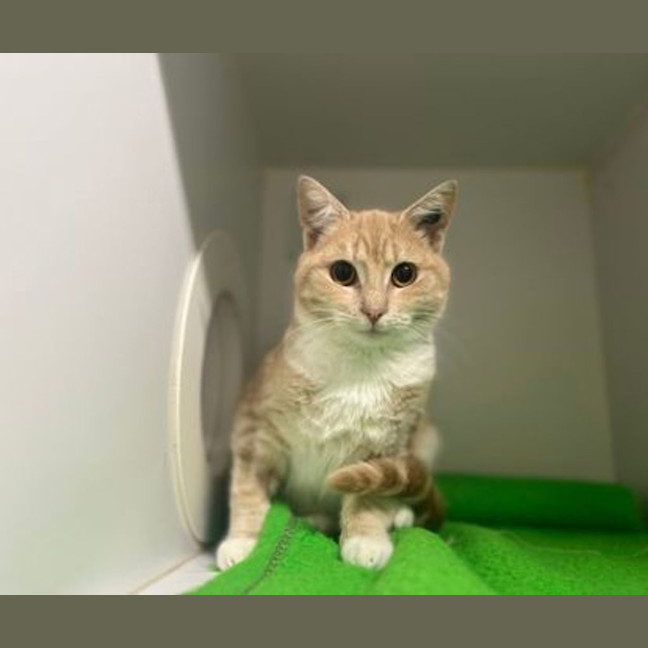 Photo of Nova