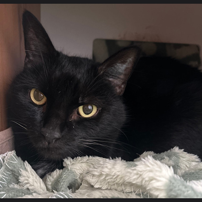 Photo of Boo