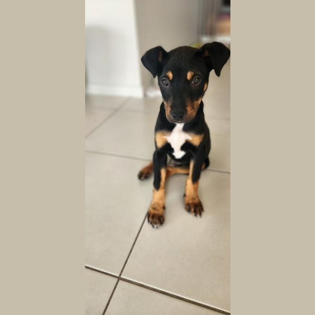 Photo of Pablo   5 Month Old Kelpie X Jack Russell