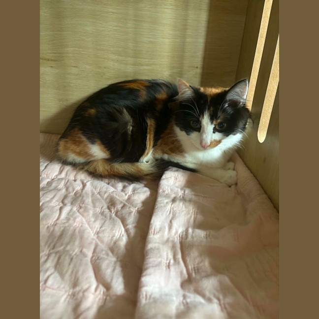 Photo of Margarita